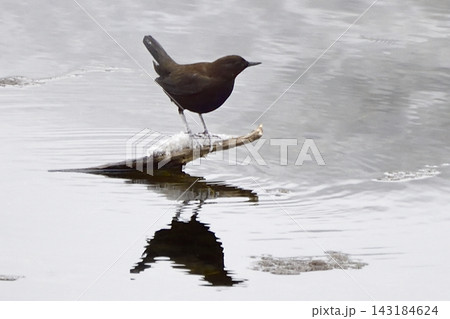 神の子池のカワガラス 神の子池のカワガラス 143184624