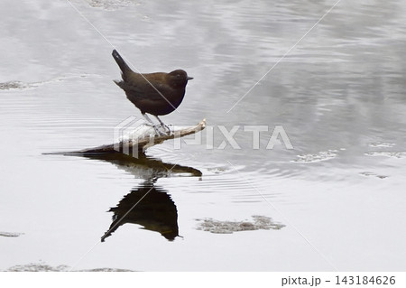 神の子池のカワガラス 神の子池のカワガラス 143184626