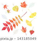 紅葉した葉っぱとスケルトンリーフ　秋の植物のベクターイラスト素材 143185049