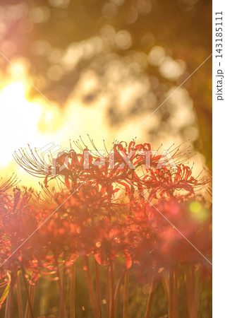 夕日に照らされる曼珠沙華 夕日に照らされる曼珠沙華 143185111