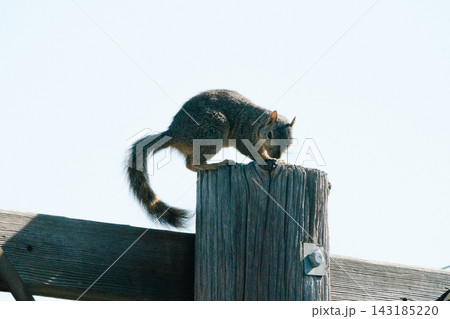 a utility pole and a squirrel#12 a utility pole and a squirrel#12 143185220