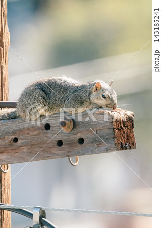 a utility pole and a squirrel#9 143185241