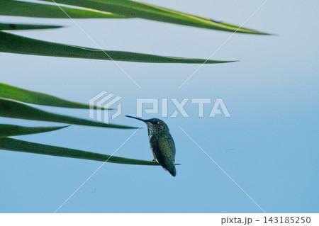 hummingbird#7 143185250