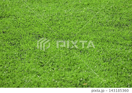 artificial green grass background for playground 143185360
