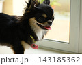 tiny black and brown furry dog in home, cute chihuahua canine 143185362