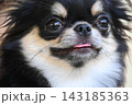 tiny black and brown furry dog in home, cute chihuahua canine 143185363