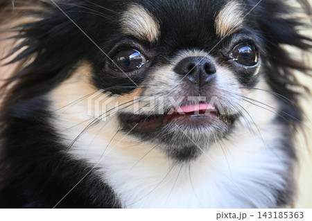 tiny black and brown furry dog in home, cute chihuahua canine 143185363