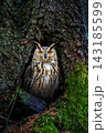 The owl cautiously climbs out of the hollow 143185599