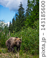 Grizzly bear walking through a lush green forest with tall trees and blue sky in the background, showcasing its powerful physique and natural habitat 143185600