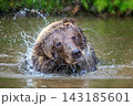 Brown bear shaking off water after swimming in a river, droplets splashing around its head, with lush green foliage in the background 143185601