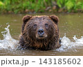 Brown bear shaking off water after swimming in a river, droplets splashing around its head, with lush green foliage in the background 143185602