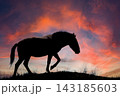 Horse walking on a hill during a colorful sunset in the evening sky 143185603