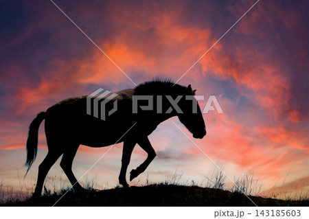 Horse walking on a hill during a colorful sunset in the evening sky 143185603