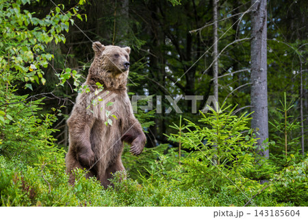 Brown bear standing upright among lush green foliage in a forested area, showcasing its powerful physique and natural habitat 143185604