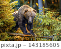 Brown bear balances on a fallen tree branch among dense green coniferous trees in a forest 143185605