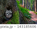 Curious Raccoon Hiding Inside a Mossy Forest Tree 143185606
