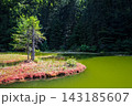 Green water reflects trees in a quiet spot near a forest 143185607