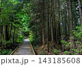 Wooden boardwalk traverses a dense forest, surrounded by tall trees and vibrant greenery 143185608