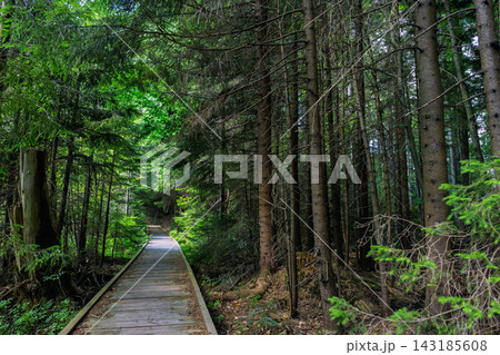 Wooden boardwalk traverses a dense forest, surrounded by tall trees and vibrant greenery Wooden boardwalk traverses a dense forest, surrounded by tall trees and vibrant greenery 143185608