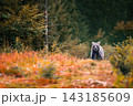 Brown bear in autumn forest 143185609