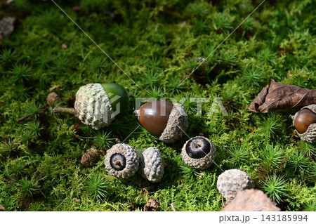 木漏れ日の射す苔の上に緑色と茶色のドングリが転がっている 木漏れ日の射す苔の上に緑色と茶色のドングリが転がっている 143185994
