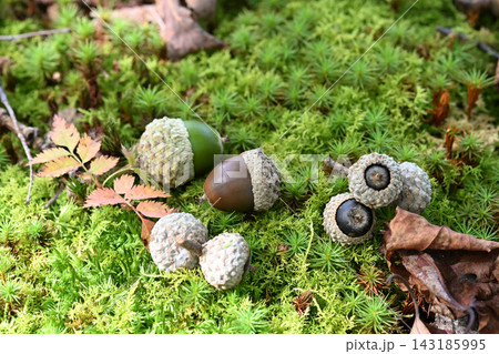 緑色の苔の上にさまざまな表情のドングリが転がっている 緑色の苔の上にさまざまな表情のドングリが転がっている 143185995