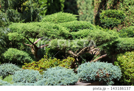 Sculpted juniper bonsai creating an elegant focal point in a lush botanical garden display, showcasing intricate pruning 143186137