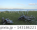 平舘海水浴場　流木で作った『TAIRADATE』 143186221