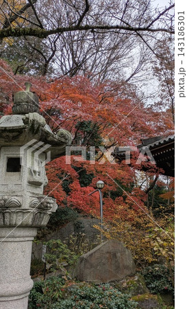 紅葉に包まれた灯籠 紅葉に包まれた灯籠 143186301