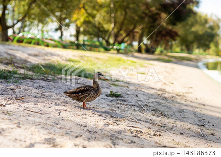 Young brown duck resting on sandy park path, surrounded by pebbles and dappled sunlight filtering through trees, with grassy bank and soft blurred canopy in background Young brown duck resting on sandy park path, surrounded by pebbles and dappled sunlight filtering through trees, with grassy bank and soft blurred canopy in background 143186373