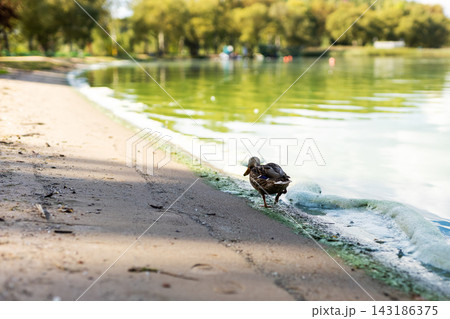 Single duckling sprinting along sandy lakeshore at water edge, small waves breaking beside it while warm sunlit trees and green reflections blur softly in background 143186375