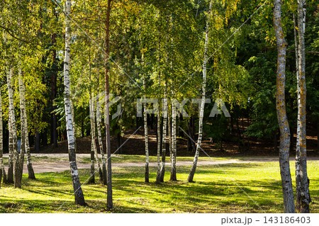 Sunlit birch grove in mixed forest clearing with dappled shadows on grassy ground and dirt path behind tree trunks during late summer afternoon Sunlit birch grove in mixed forest clearing with dappled shadows on grassy ground and dirt path behind tree trunks during late summer afternoon 143186403