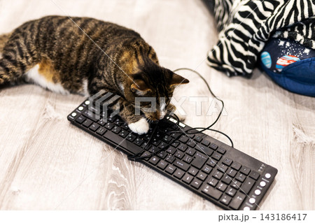 Brown tabby cat pawing wireless keyboard on home floor with USB cable, scattered household items, and cushion background in bright indoor light 143186417