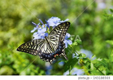 青い花のとまり蜜を吸うアゲハチョウ 青い花のとまり蜜を吸うアゲハチョウ 143186503