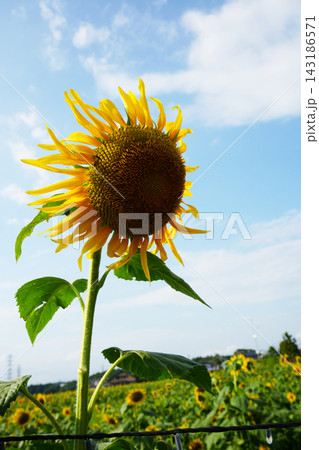 ヒマワリの花 143186571