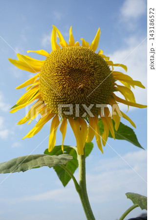 ヒマワリの花 143186572