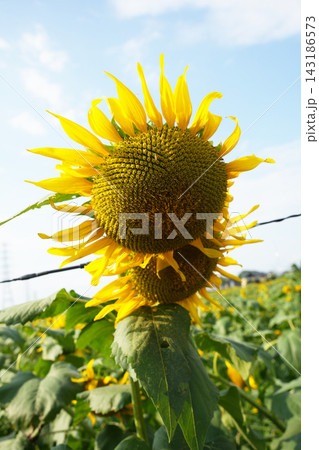 ヒマワリの花 143186573