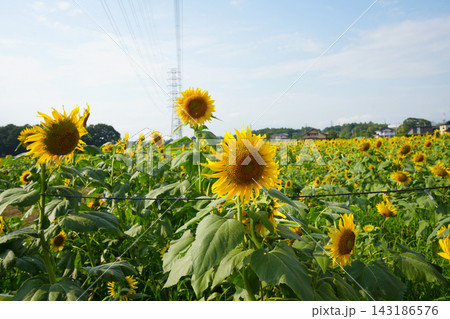 ヒマワリの花 ヒマワリの花 143186576