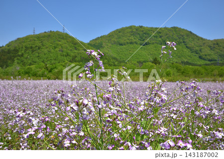 高原の畑に咲くアザキ大根の花 福島県金山町太郎布 高原の畑に咲くアザキ大根の花 福島県金山町太郎布 143187002