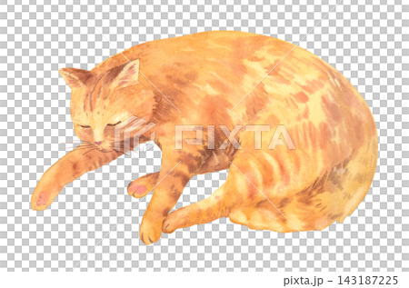 Sleeping ginger tabby cat watercolor painting with eyes closed, one stretched paw and curled relaxed body isolated Sleeping ginger tabby cat watercolor painting with eyes closed, one stretched paw and curled relaxed body isolated 143187225