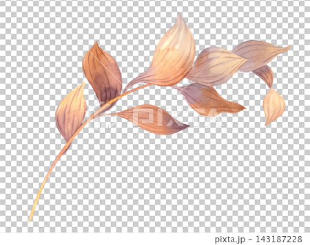 Watercolor branch with warm brown leaves and visible leaf veins isolated, horizontal botanical illustration for seasonal greeting cards, fabric, decoration and design. Watercolor branch with warm brown leaves and visible leaf veins isolated, horizontal botanical illustration for seasonal greeting cards, fabric, decoration and design. 143187228