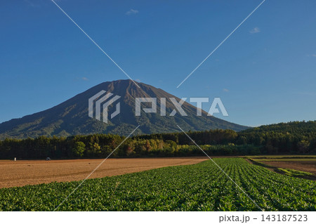 じゃがいも畑　羊蹄山 143187523