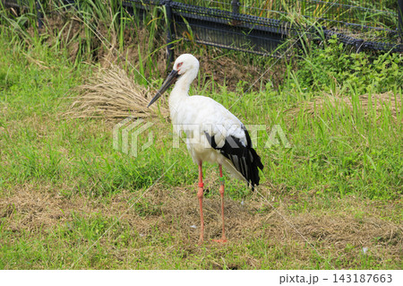 コウノトリの郷公園&コウノトリ文化館 コウノトリの郷公園&コウノトリ文化館 143187663