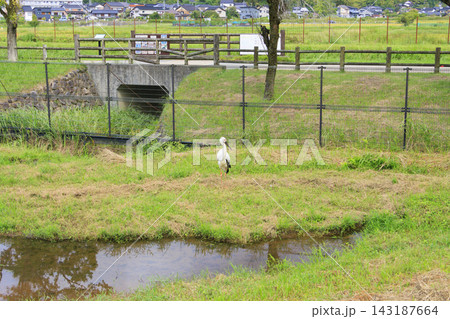 コウノトリの郷公園＆コウノトリ文化館 143187664