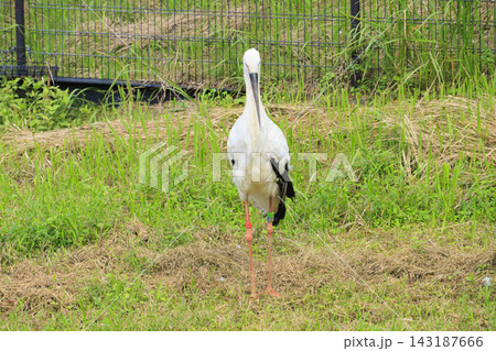 コウノトリの郷公園&コウノトリ文化館 コウノトリの郷公園&コウノトリ文化館 143187666