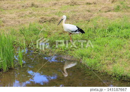 コウノトリの郷公園＆コウノトリ文化館 143187667