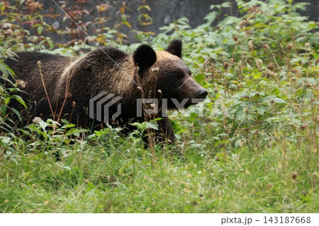 知床の川辺でえさを探す熊(Shiretoko Bears) 知床の川辺でえさを探す熊(Shiretoko Bears) 143187668