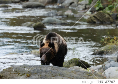 知床の川辺でえさを探す熊（Shiretoko Bears） 143187707