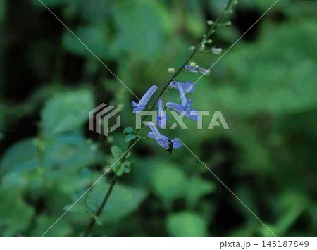 シソ科アキチョウジの花 シソ科アキチョウジの花 143187849