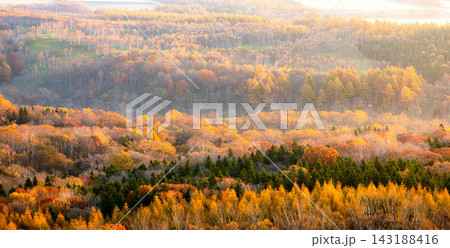 穏やかな秋の朝日を浴びる北海道中標津町開陽台からの紅葉風景 穏やかな秋の朝日を浴びる北海道中標津町開陽台からの紅葉風景 143188416